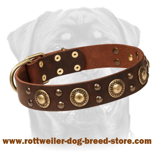 Leather Dog Collar with Brass Decoration