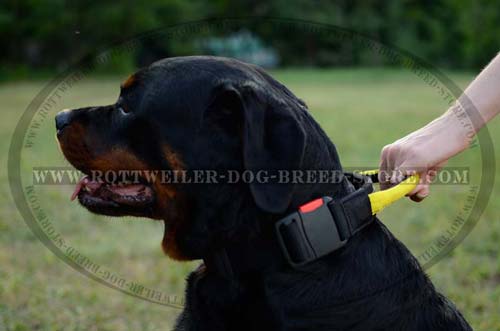 All Weather Nylon Best Heavy Duty Rottweiler Collar