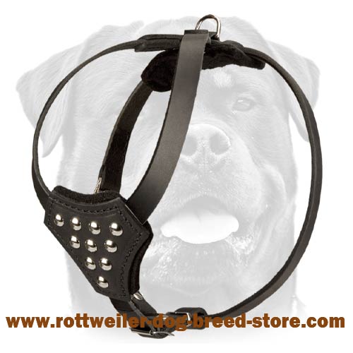 Designer Leather Dog Harness for Puppy Walking and Training
