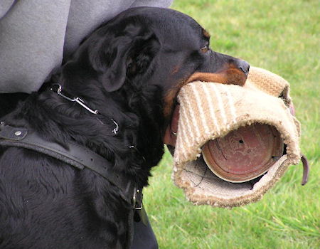 Dog bite sleeve cover sleeve cuff Rottweiler Breed Dog