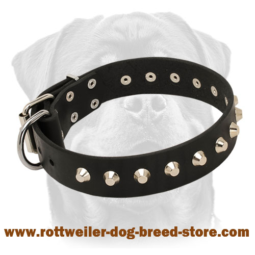 Leather Rottweiler Collar with Nickel-Plated Pyramids