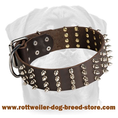 2 inch wide Leather Spiked Rottweiler Collar