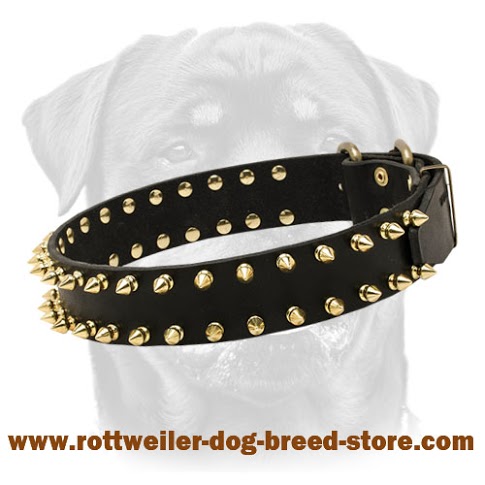 Gorgeous Wide Leather Dog Collar With Brass Spikes
