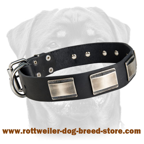 Beautiful Leather Rottweiler Collar Decorated with Large Nickel Plated Plates
