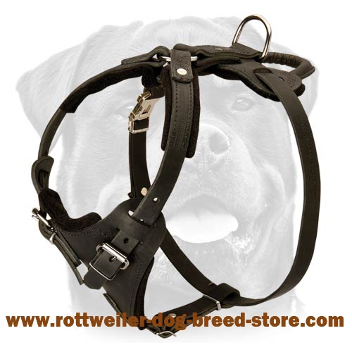 Buy Small Leather Puppy Harness, Dog Training