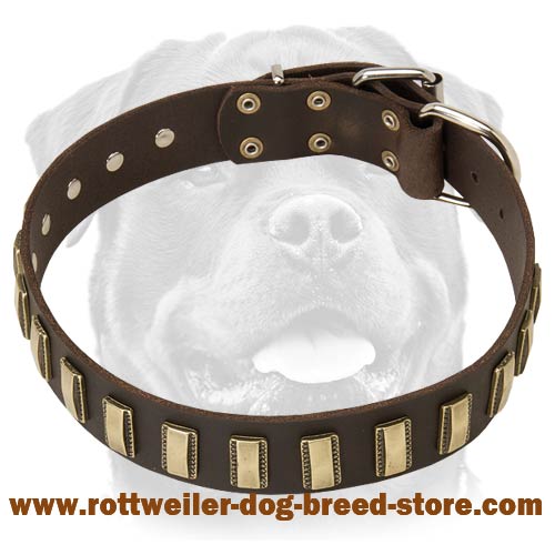 Luxurious Leather Dog Collar Ornamented With Brass Plates