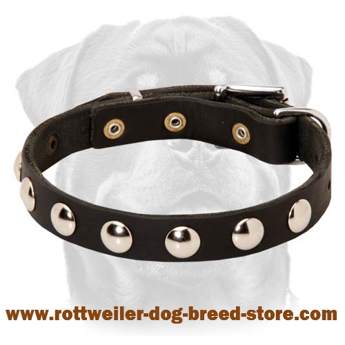 Exclusive Leather Dog Collar with Round Nickel-Plated Studs
