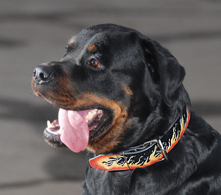 Black Hand Tooled Leather Dog Collar For all Breeds in Different Sizes