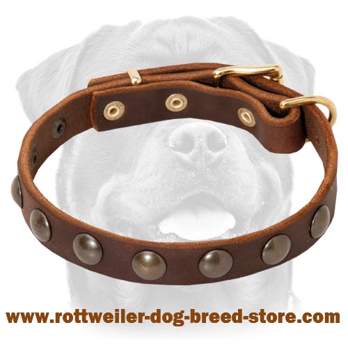 Exquisite Leather Dog Collar with Brass Round Studs