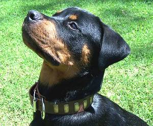 best collar for a rottweiler