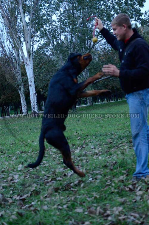 K9 Ball with Rope-Activity for Agile Rottweilers