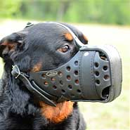 Agitation training  Rottweiler Muzzle