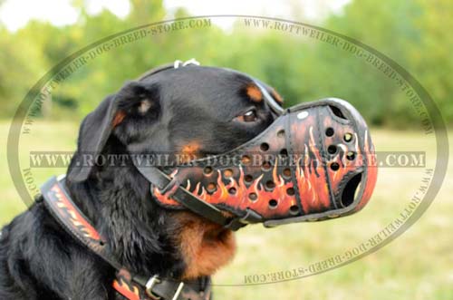 Superior Dog Muzzle For Everyday Wear