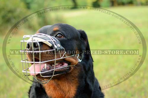 basket dog muzzle