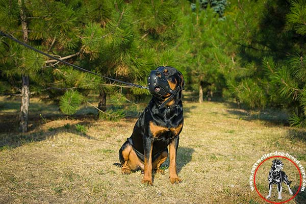Riveted Rottweiler leather muzzle