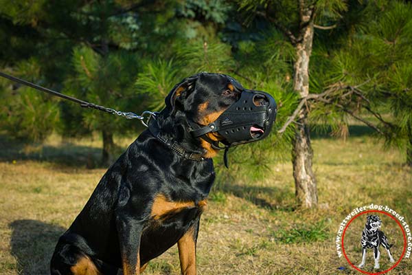 Training Rottweiler leather muzzle