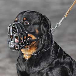 Rottweiler lightweight amazing muzzle