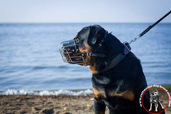 No-rubbing Rottweiler muzzle