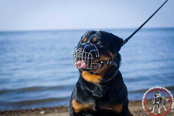 Strong wire cage Rottweiler muzzle 