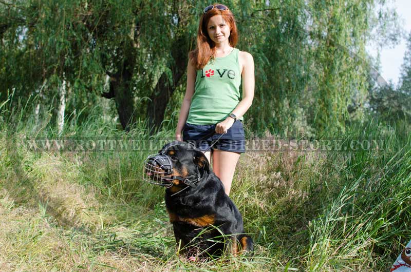 rottweiler hunting dog