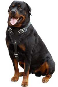 Aricles about your Rottweiler