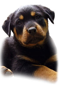 Aricles about your Rottweiler