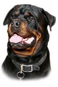 Aricles about your Rottweiler