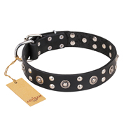"Refined Essence" FDT Artisan Black Leather Rottweiler Collar with Silvery Studs