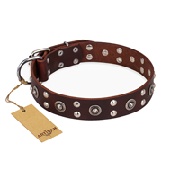"Pirate Treasure" FDT Artisan Exciting Brown Leather Rottweiler Collar with Studs