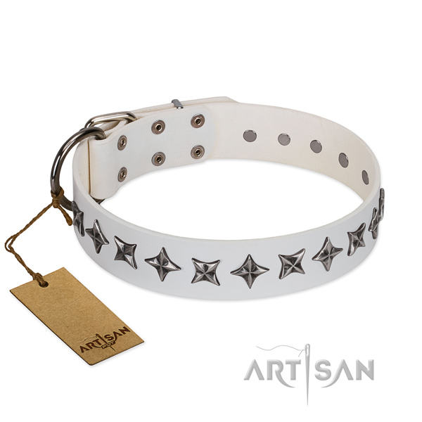 Fancy walking dog collar of reliable full grain leather with adornments