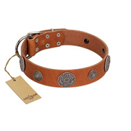 "Foxy Nature" FDT Artisan Tan Leather Rottweiler Collar with Chrome Plated Brooches