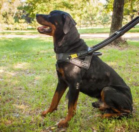 What You Need to Know about Rottweiler. Breed Standard, History, Temperament